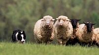Zkouška vloh u ovčáckých psů