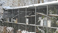 Kdy po zimě vypouštět papoušky do venkovní voliéry