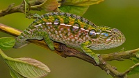 Chov chameleona kobercového