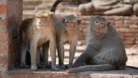 Chov makaků rhesus