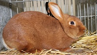 Český červený králík – malé národní plemeno