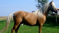 Chov velšských pony