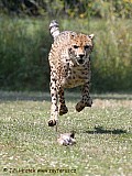 Gepard nahání kunu