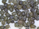 Mladé odchované želvy