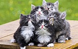 4 koťata