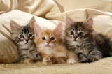 3 odpočívající koťata