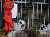 Výstavy králíků