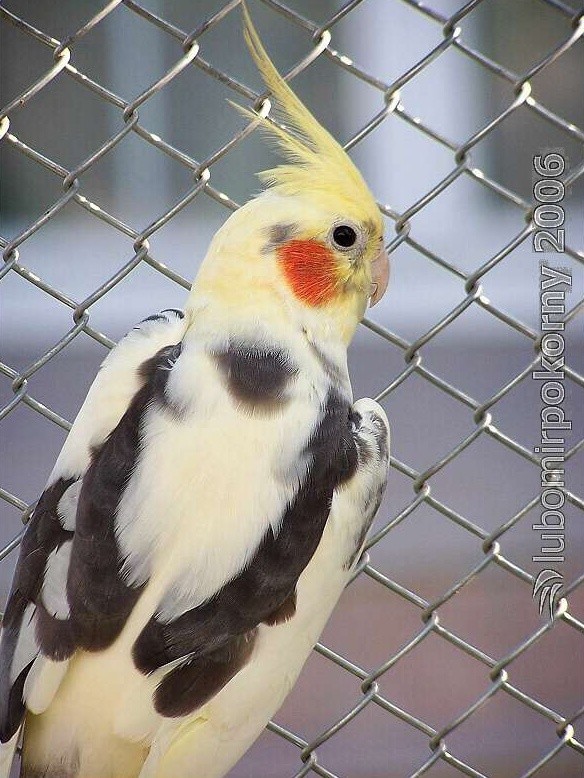 Korela chocholatá Korela chocholatá Papoušci Fotogalerie