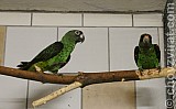 Papoušek konžský-gulielmi