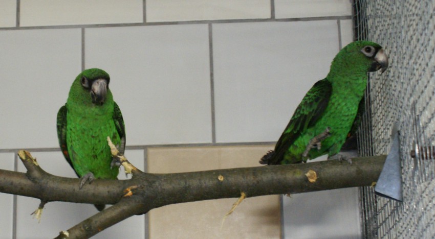 Papoušek konžský-fantiensis