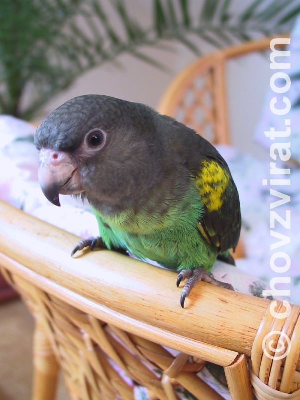 Papoušek žlutotemenný
