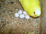 Samička andulky s vejci