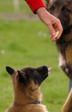 Belgický ovčák - tervueren