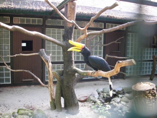 Ptačí park Walsrode