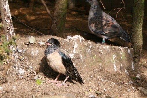 Ptačí park Walsrode
