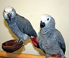 samec a samice africké šedé papoušci na prodej