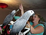 2 samice africké šedé papoušci na prodej
