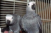 Africké šedé papoušci na prodej