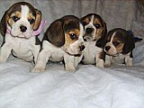 bígl štěnátka,beagle