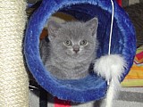 Britská modrá kočka bez PP koťata