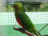 papoušek královský