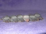 Nádherné myšky