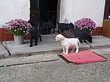 štěňata labradora černá a bílá, k odběru