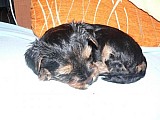 Čistokrevné štěně - jorkšír - pejsek 6 týdnů