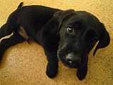 Štěňe labradorský retrívr - černý pes