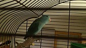 Papoušíček šedokřídlý
