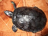 Vodní želva nádherná