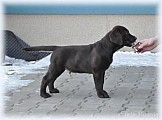 Labradorský retrívr - tmavě hnědá štěňátka s PP