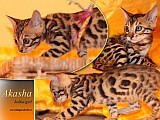 Koťátka kočky bengálské s PP ihned k odběru