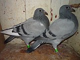Poštovní holuby