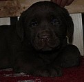 Labrador Retriever, čokoládová štěňátka s PP