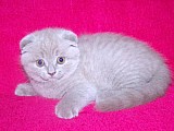 Skotská klapouchá koťátka - luxusní mazlíček