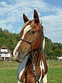 Gaty Sweet Princess - Paint Horse