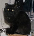 Koupím/Odeberu černého kocourka (kotě)