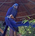  samice hyacint papoušek papoušc