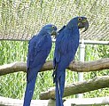 Roztomilé samec a samice hyacint papoušek papoušci