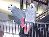 2 Africké šedé papoušci na prodej
