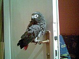 Žako kongo - papoušek šedý