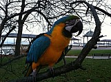 pěkné a krásné zlato a modré papoušek papoušci