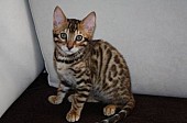 Bengálská kočka - kocourek - prodej