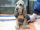 Bloodhound štěńátka