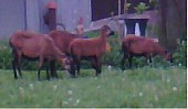 Kamerůnské ovečky