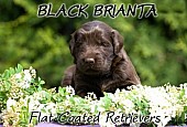 Flat Coated Retriever - černá a hnědá štěňata s PP