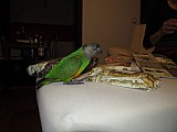 Ztráta papouška senegalského