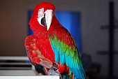 modrá a zlatá papoušek papoušci na prodej 