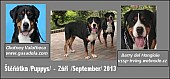 Velký švýcarský salašnický pes s PP